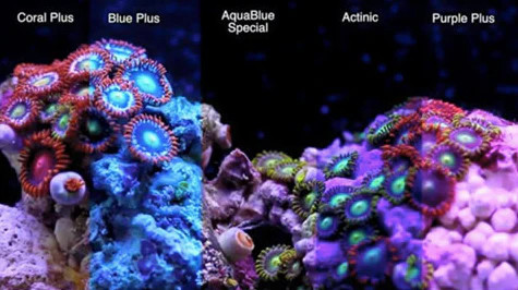 T5 Purple Plus Light Bulb - ATI - SaltwaterAquarium.com