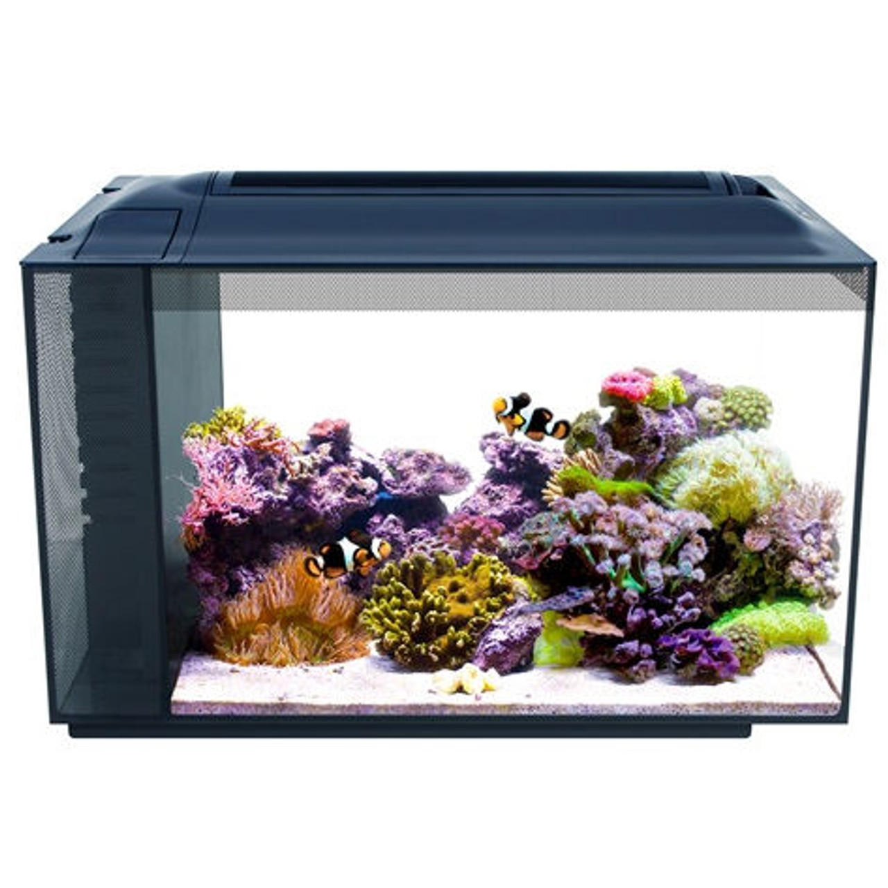 fluval 5 gallon evo v marine aquarium kit