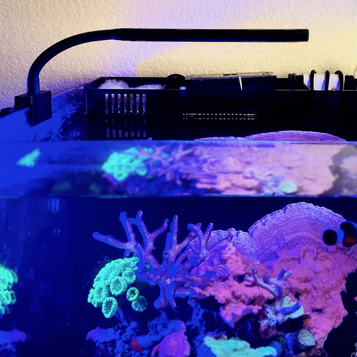 Animal Water III 紫色 LEDライト付き OPEN BOX) Orbit Marine NANO LED Light w/Gooseneck Mount & Dynamic