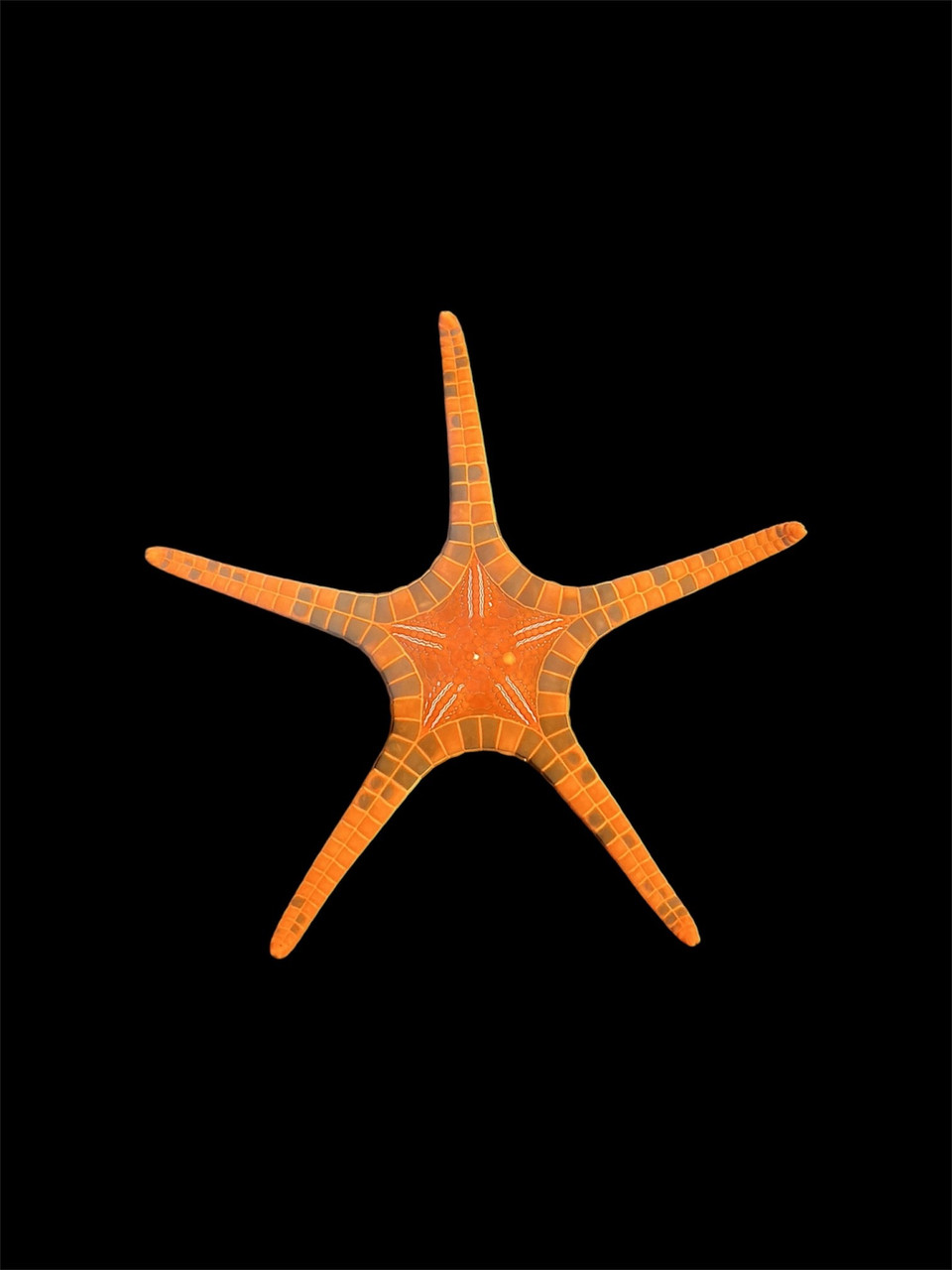 Orange Double Tile Starfish (Iconaster longimanus) - Cleanup Crew
