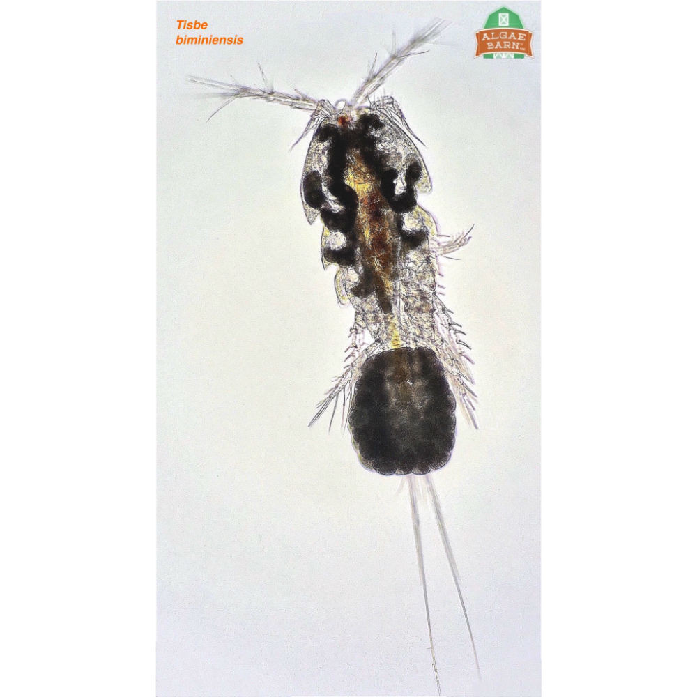 Pods Tisbee 6000+ (32 oz) Live Copepods (Tisbe Biminiensis) - Algae ...