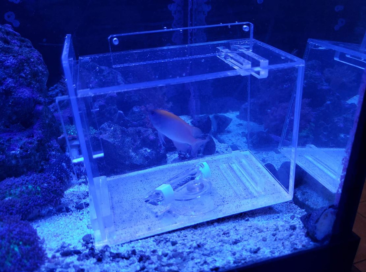 SaltwaterAquarium Large Acrylic Fish & Pest Trap 9 x 5 x 6 for Aquarium  | Acclimation Isolation Box Fish Tank Breeding Box