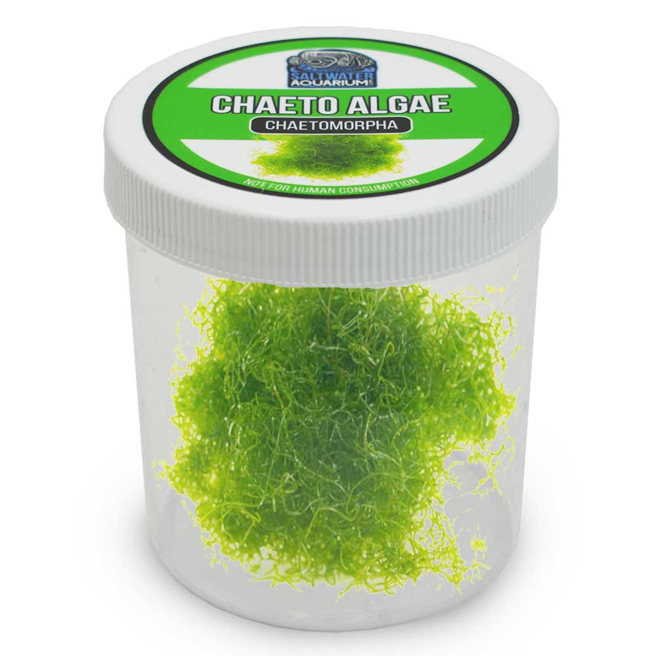 TruBlu Supply Live Saltwater Plant CHAETOMORPHA Macro Algae .5 OZ 1 Cup  Chaeto Refugium with Live Copepods and Amphipods - 1 Cup,TBSLSP1050