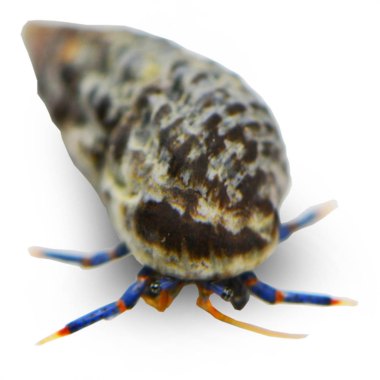 (5) Pack Blue Legged Hermit Crabs (Clibanarius sp) Cleanup Crew