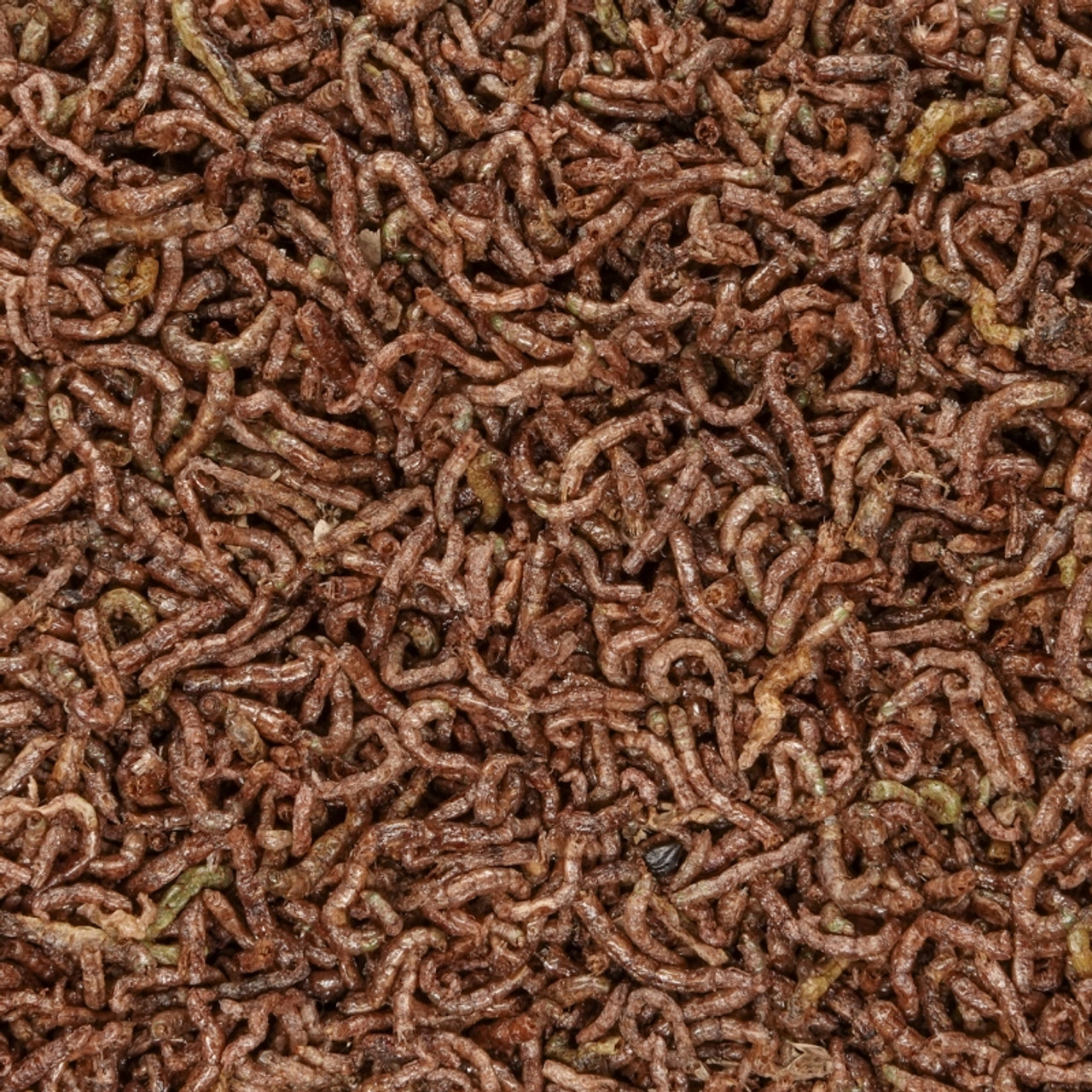download freeze dried bloodworms
