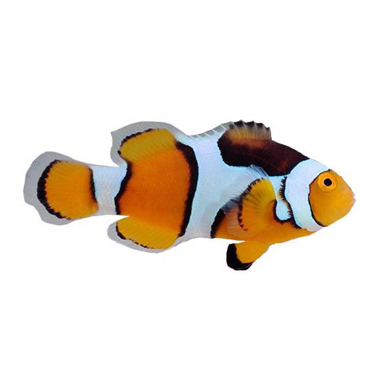 Flipper Aquarium Mat with Clownfish Art