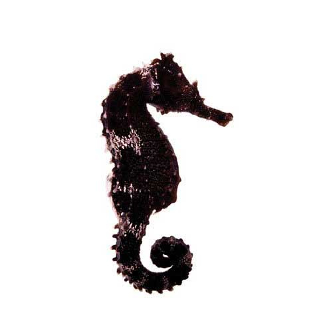 Captive-Bred Lined Seahorse - Unsexed (Hippocampus erectus) ORA 