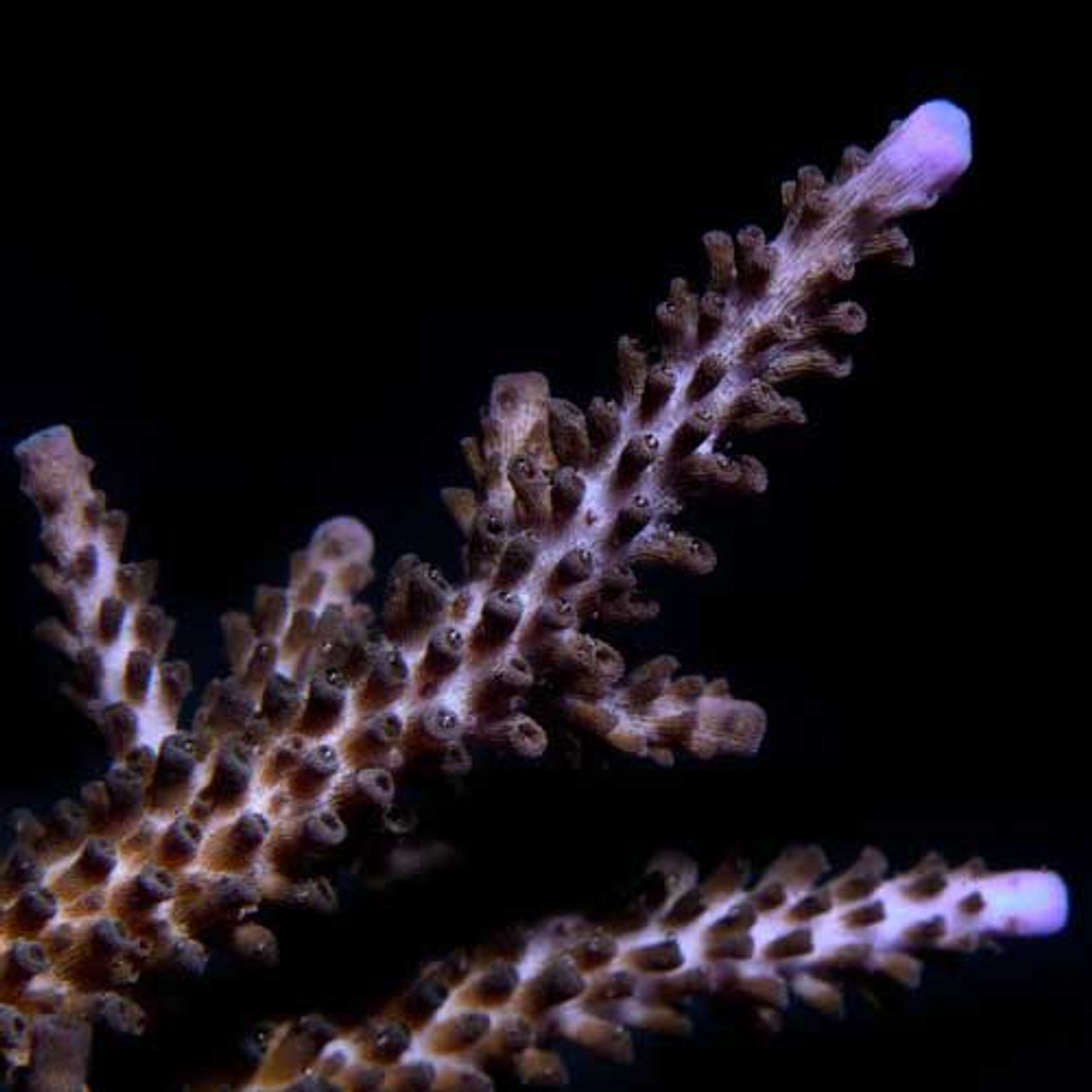 Aquacultured Marshall Island Purple & Green Acro Coral (Acropora