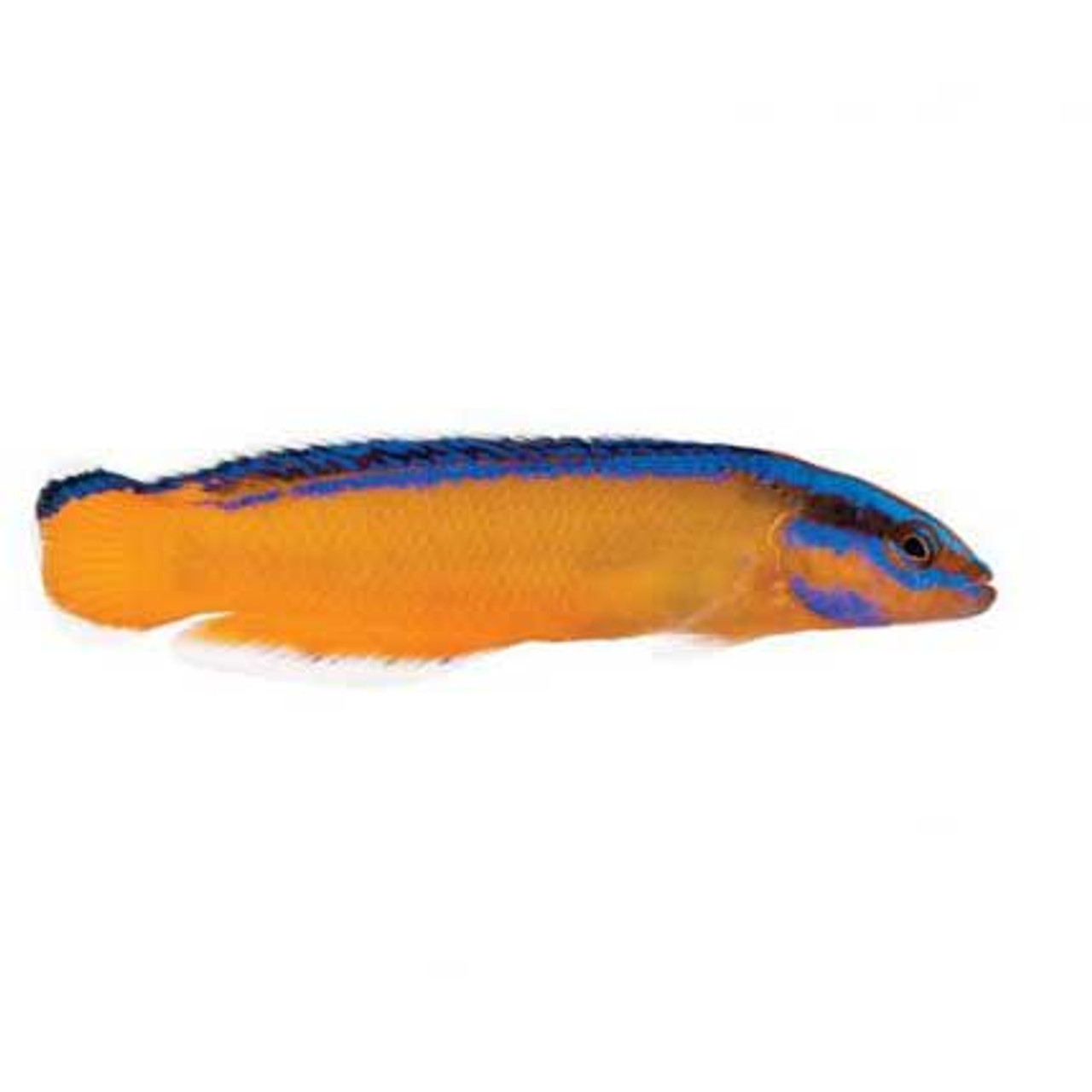 Captive-Bred Neon Dottyback (Pseudochromis aldabraensis) - ORA