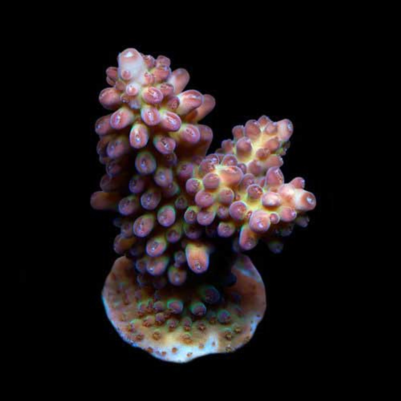 Aquacultured Marshall Island Purple & Green Acro Coral (Acropora sp.) - ORA  