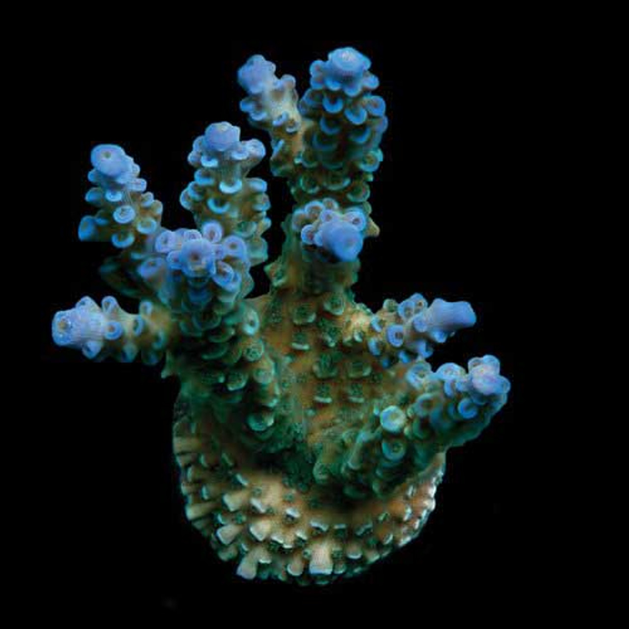 Aquacultured Blue Voodoo Acropora Coral (Acropora sp.) - ORA 