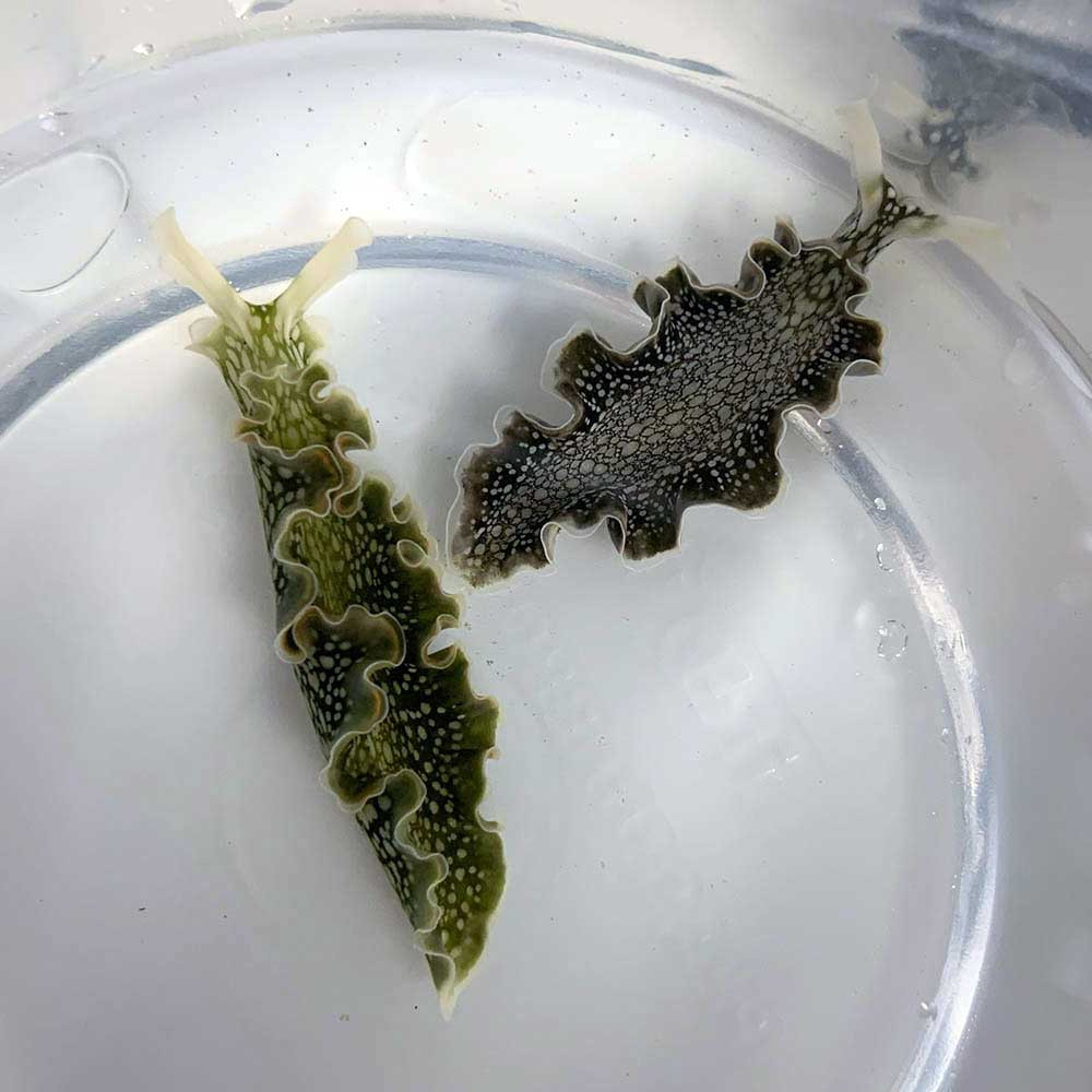 Lettuce Nudibranch (Lettuce Sea Slug) Cleanup Crew