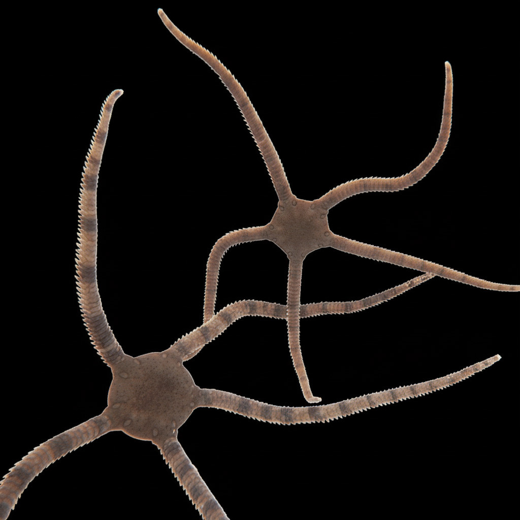 Serpent Starfish (Ophioderma spp.) - Cleanup Crew