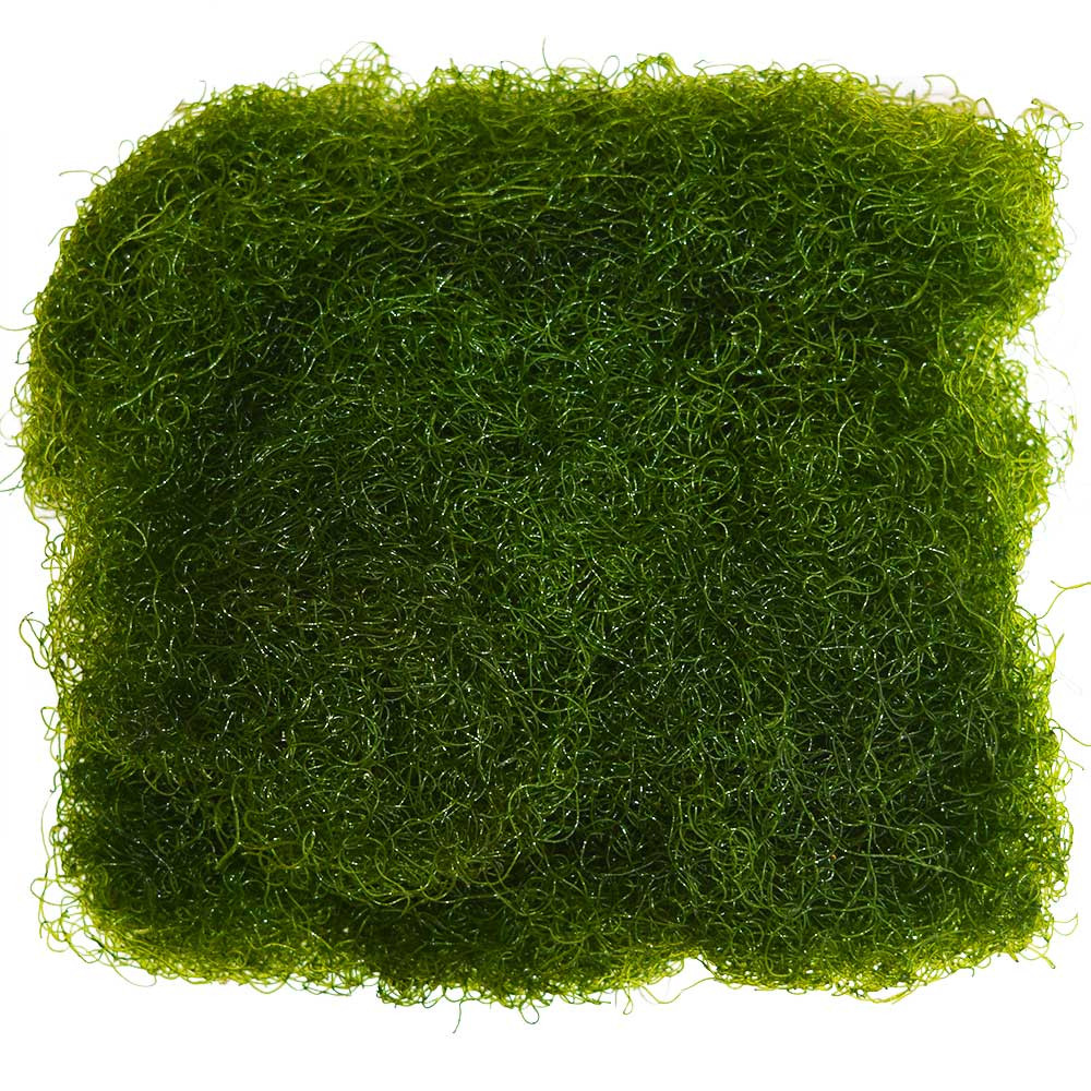 1/4 Lb (4 Oz) Live Chaeto Chaetomorpha Macroalgae - Refugium Fodder For Reef Tanks, Saltwater Aquarium Nutrient Export
