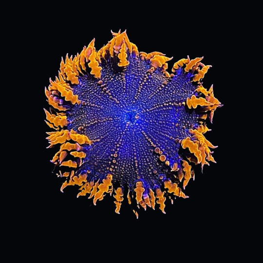 Large Orange Rock Flower Anemone Coral (3