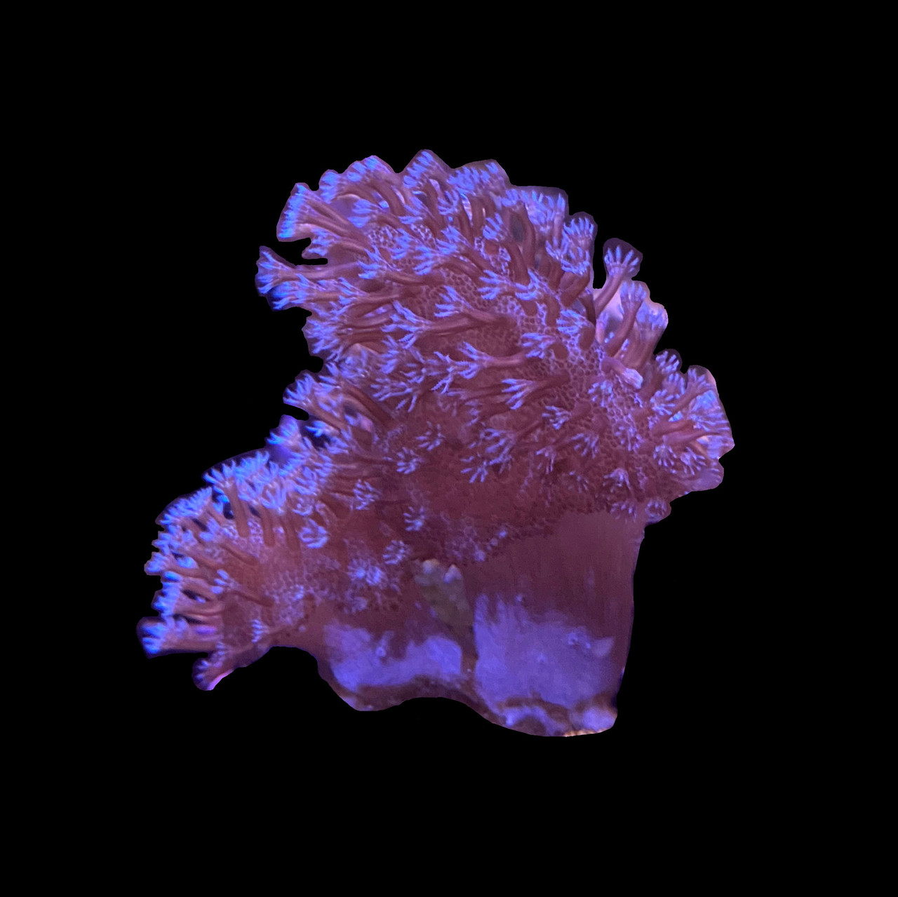 Blue Devil's Hand Leather Coral - SAQ Coral Farm
