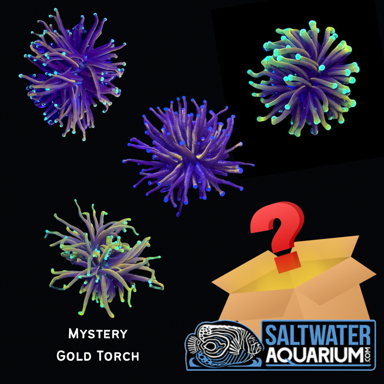 NEW AQUA FLARE MINI 7-F SPOT　2個セット NEW AQUA FLARE MINI 7-F SPOT（小型水槽用） | アクアリウム LE