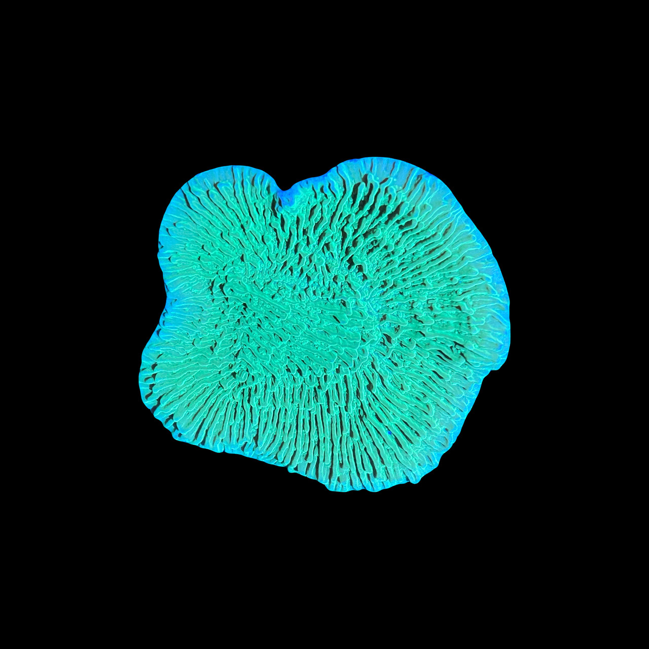 Lime Green Montipora Capricorn (3/4