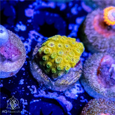 Curated visual reference: Saltwater Coral Farm Products Photo Inspiration