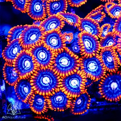 Photo inspiration: Aci Aquacultured Wild Corals Photo Inspiration