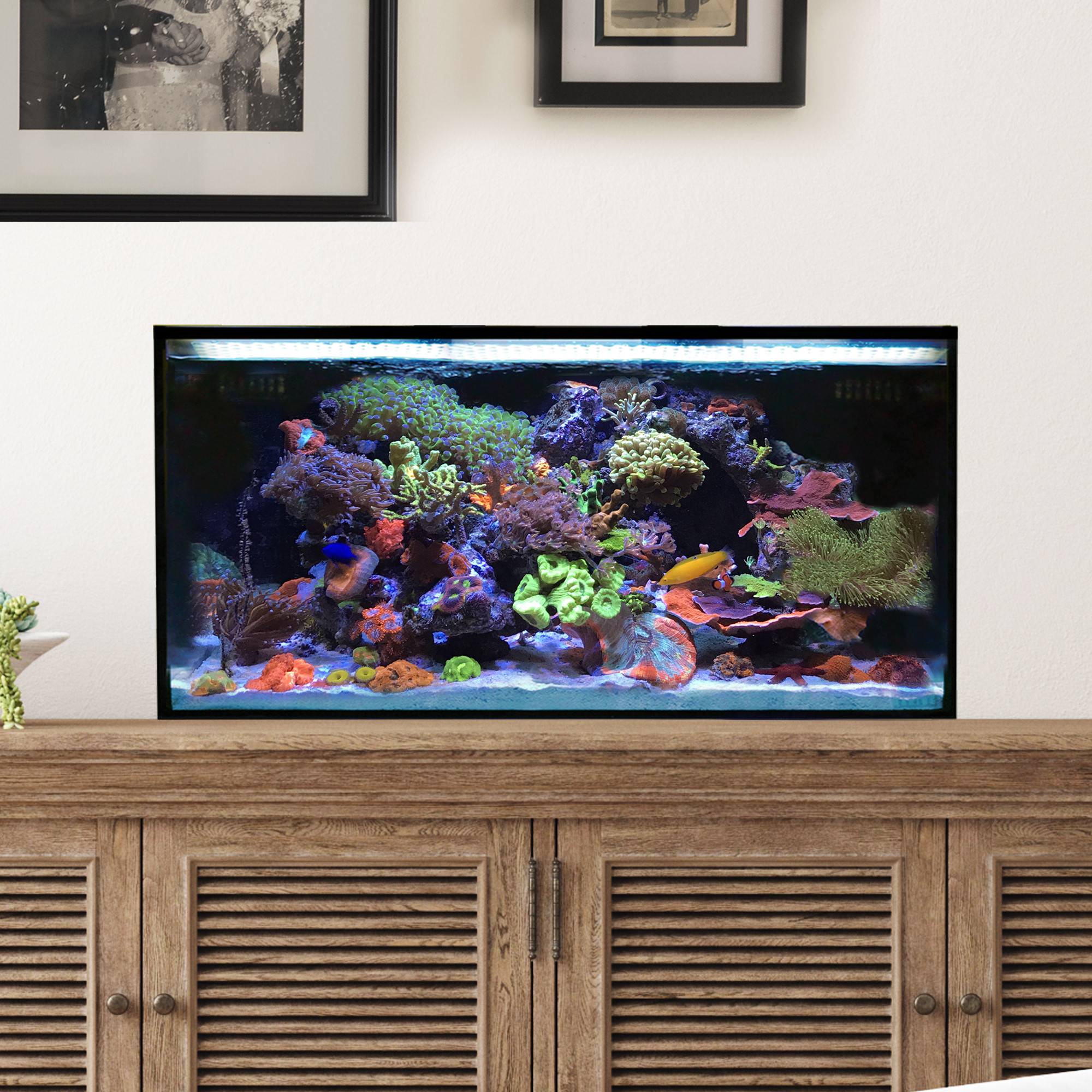 25 Gallon Fusion AIO (All in One) Lagoon Aquarium – Innovative Marine