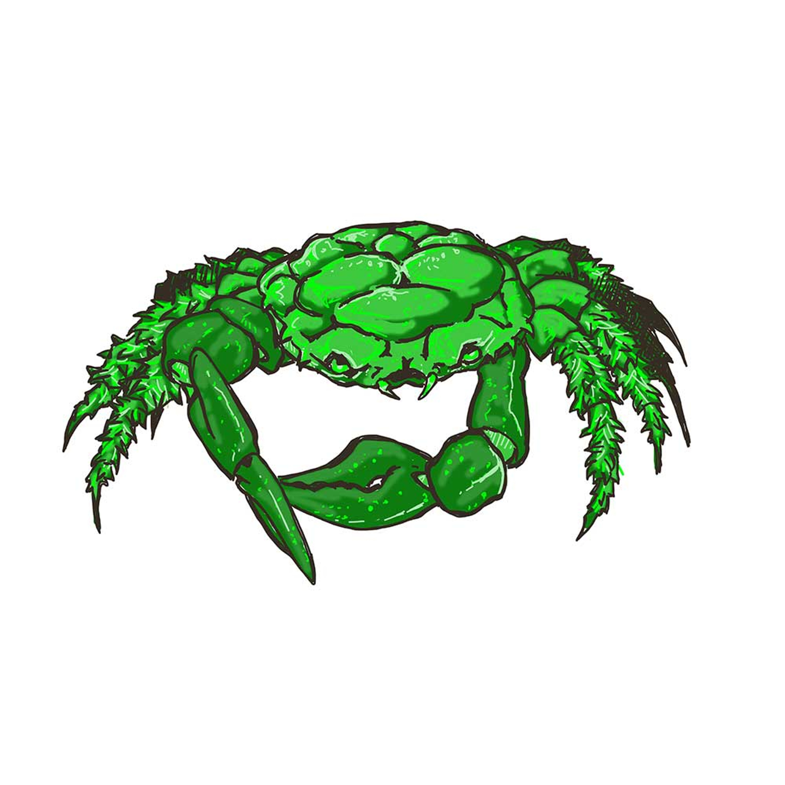 Emerald Crab (Mithraculus sculptus) - Clean up Crew - SaltwaterAquarium.com