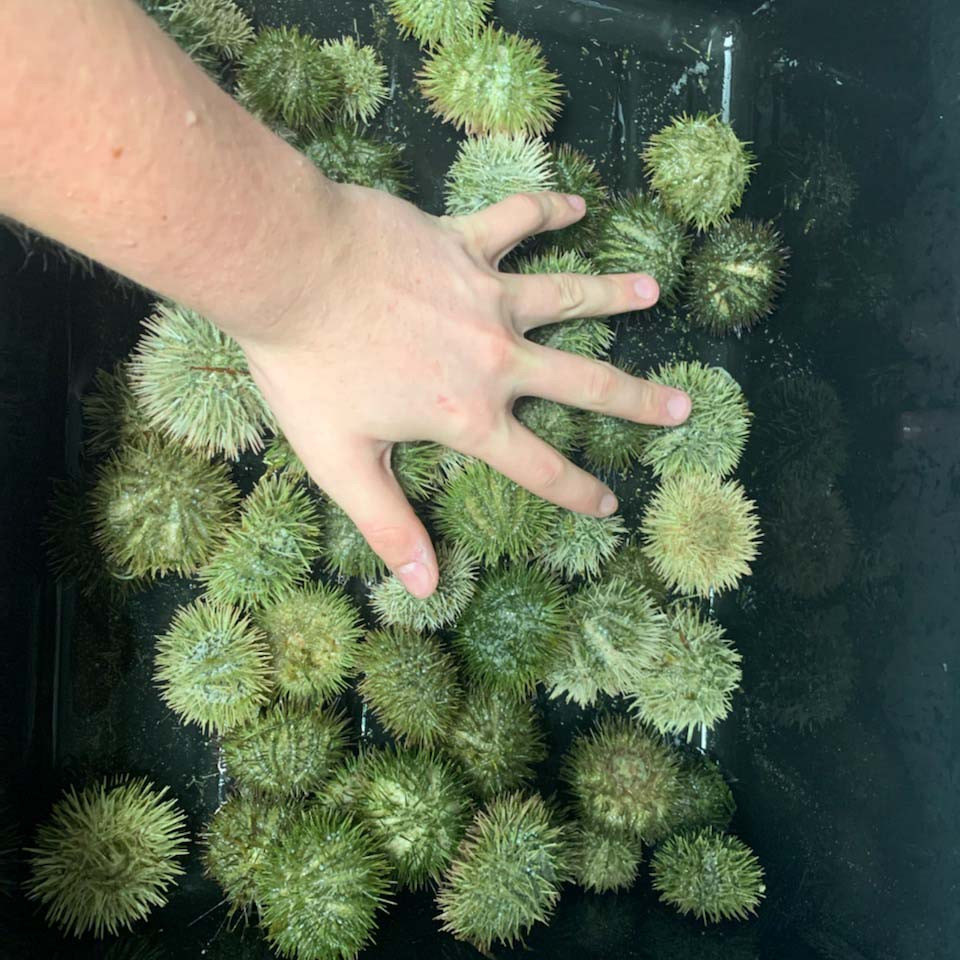 Large Pincushion Sea Urchin Chicago