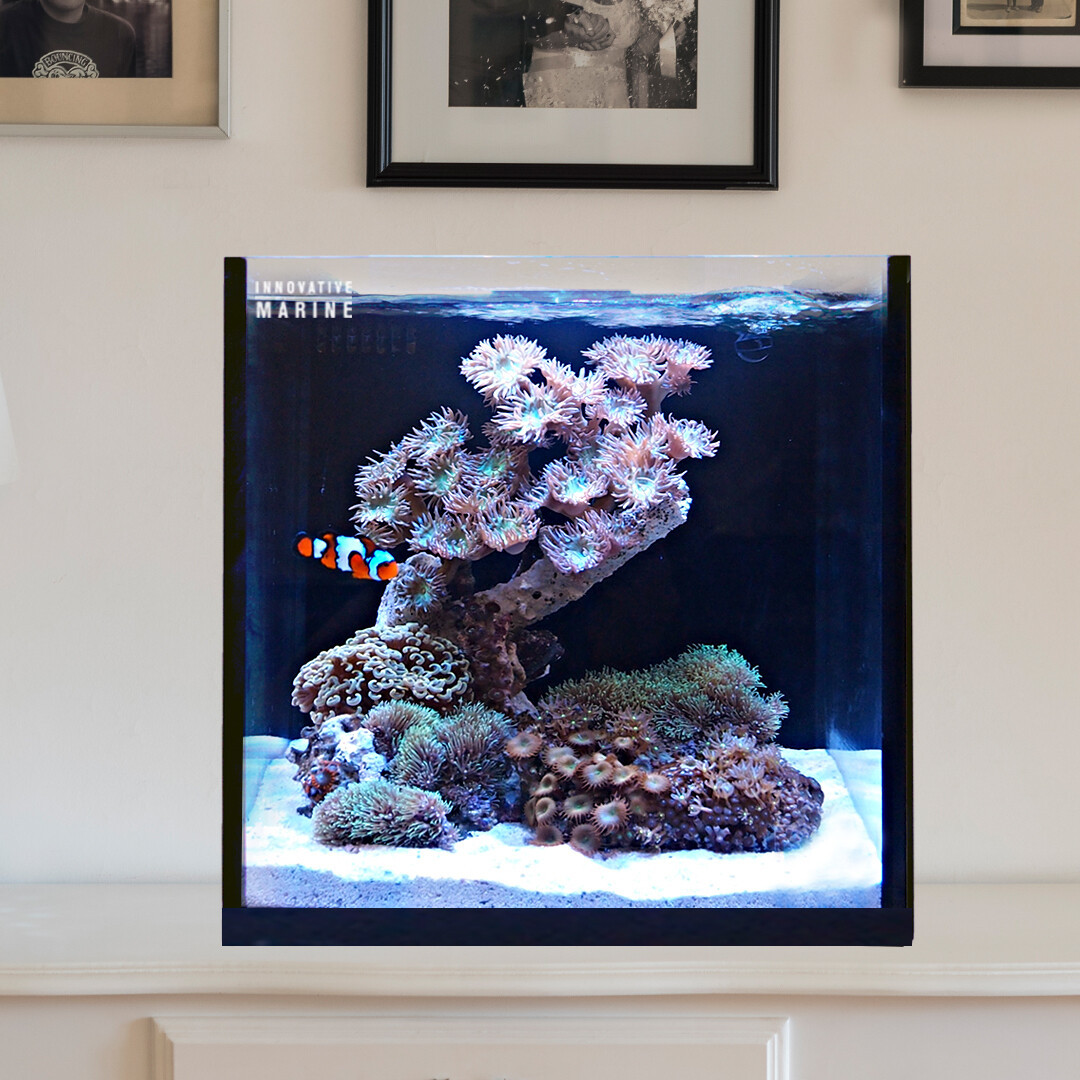 15 Gallon Fusion AIO (All in One) Cube Aquarium – Innovative Marine