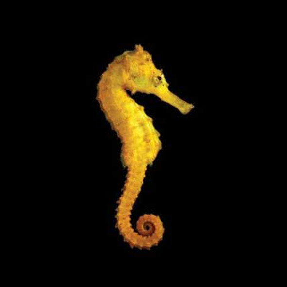 Captive-Bred Brazilian Longsnout Reidi Seahorse - Female - ORA