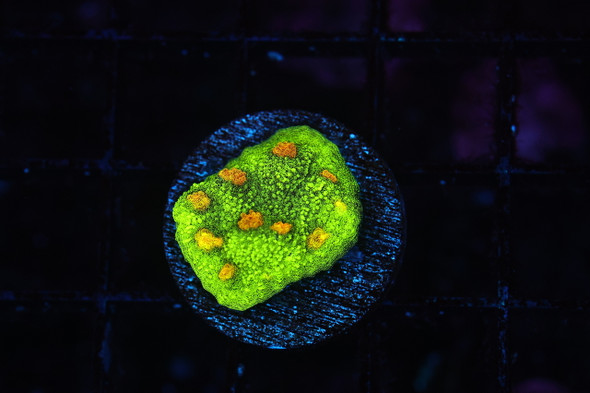 Plutonium Chalice Coral (3/4"- 1") - SAQ Coral Farm