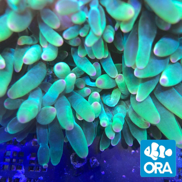 Aquacultured Pink Tipped Green Bubble tip Anemone (Entacmaea quadricolor) - ORA