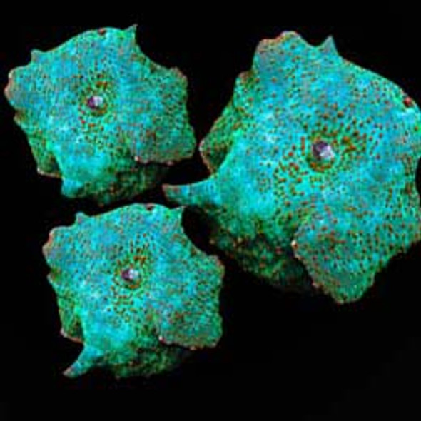 Aquacultured Emerald Green Mushroom Coral (Actinodiscus sp.) - ORA