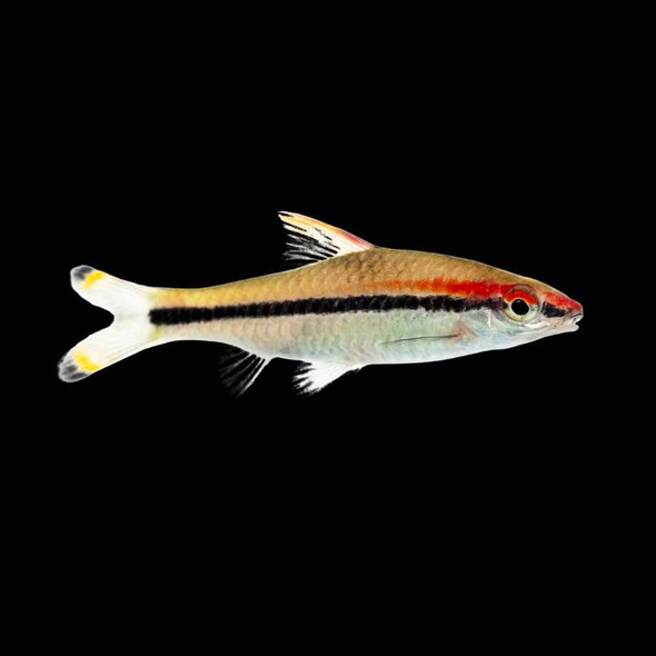 (3 Pack)  Denison Barb (Freshwater) Fish - SAQ Chicago Fish