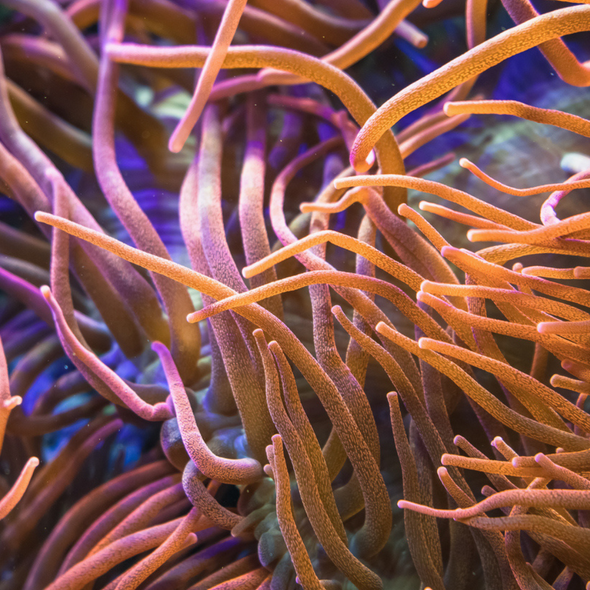 Rose Bubble Tip Anemone - SAQ Coral Farm