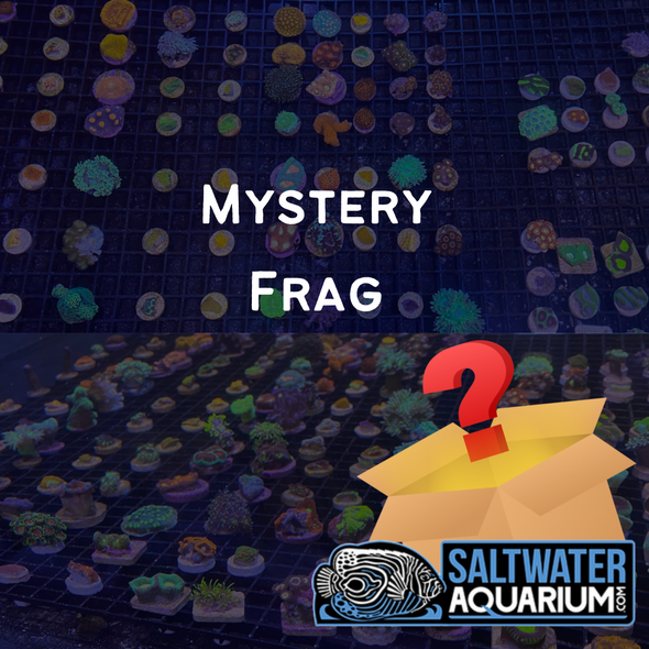 (25 Pack) Mystery Frag (ULTRA FRAGS GUARANTEED)(3/4" - 1") - SAQ Coral Farm