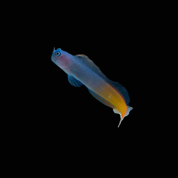 Lawnmower Blenny (Salarias Fasciatus) - SAQ Chicago Fish