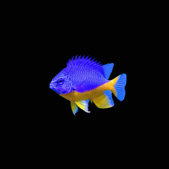 Azure Damsel (Chrysiptera Hemicyanea) - SAQ Chicago Fish