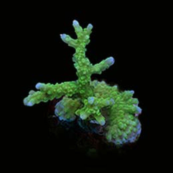 Aquacultured Marshall Island Purple & Green Acro Coral (Acropora sp.) - ORA  