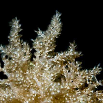 ORA Aquacultured Coral Frag Poster - SaltwaterAquarium.com