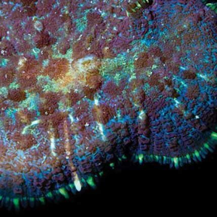 Aquacultured Marshall Island Purple & Yellow Scroll Coral