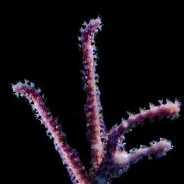 Aquacultured Marshall Island Purple & Green Acro Coral (Acropora sp.) - ORA  