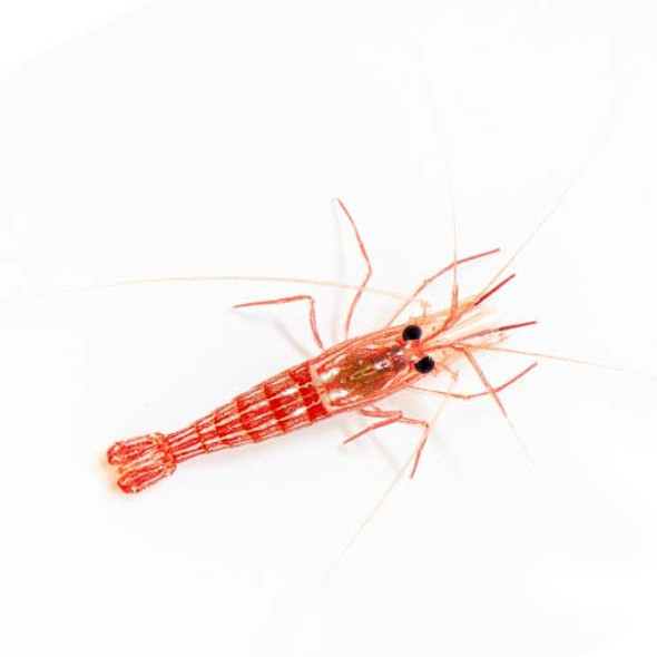 Monaco Peppermint Shrimp (Lysmata seticaudata) - ORA
