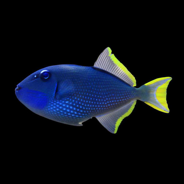 Blue Jaw Triggerfish (Xanthichthys auromarginatus) - SAQ Chicago Fish