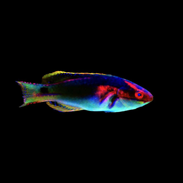 Exquisite Fairy Wrasse (Cirrhilabrus exquisitus) - SAQ Chicago Fish