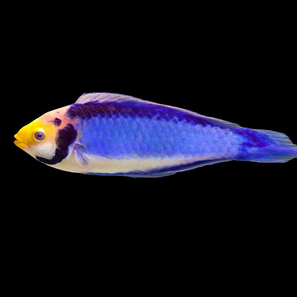 Red Head Solon Fairy Wrasse  (Cirrhilabrus solorensis) - SAQ Chicago Fish