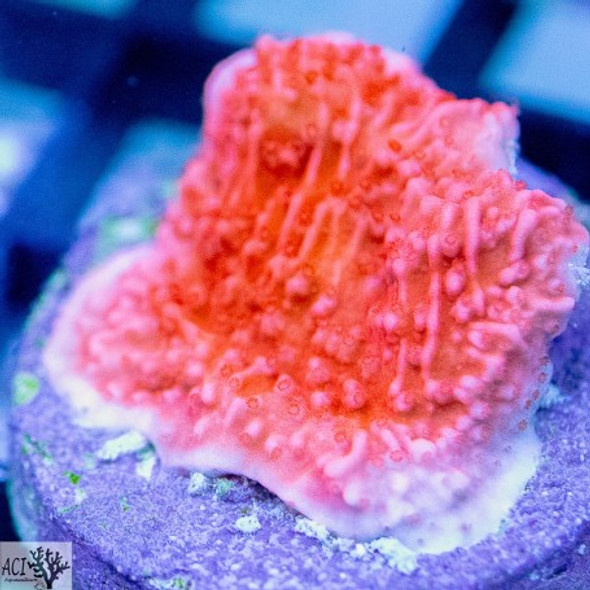 ACI Cultured Red Montipora Capricorn (3/4" - 1") - SAQ Coral Farm
