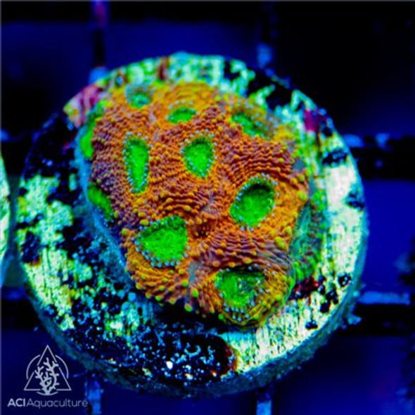 ACI Cultured Pumpkin Echinata Coral (3/4" - 1")  - SAQ Coral Farm