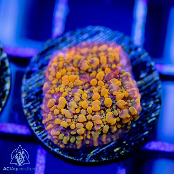 ACI Cultured Cloudberry Chalice (3/4" - 1") - SAQ Coral Farm