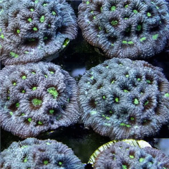 ACI Cultured Silver Surfer War Coral (3/4" - 1")  - SAQ Coral Farm