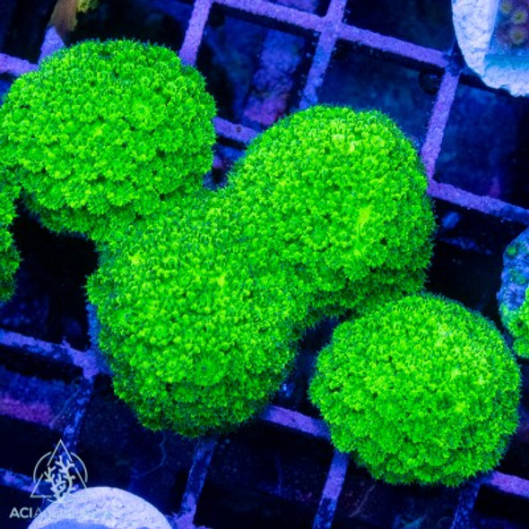 ACI Cultured Toxic Green Plesiastrea (3/4" - 1")  - SAQ Coral Farm